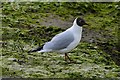 Mudeford Quay: Black headed gull 1