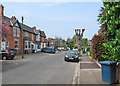 Ella Road and a pollarded tree