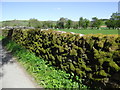 SH8652 : Mossy wall, near Pentrefoelas by Eirian Evans