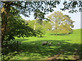 Sheep on the Wykeham Estate