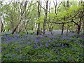 SK3722 : Bluebells in Spring Wood by Graham Hogg