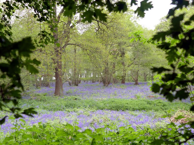 Bluebells in Spring Wood