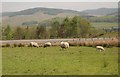 Sheep grazing beside the M74