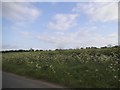 TL7061 : Field by Dalham Road, Ashley by David Howard