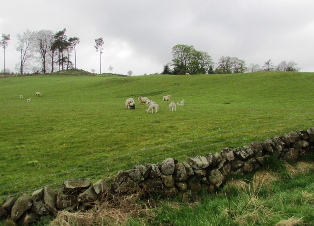 Spring lambs, Lomond Hills
