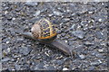 Garden Snail  (Cornu aspersum), Clickimin, Lerwick 