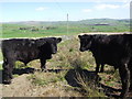 Welsh Black bullocks