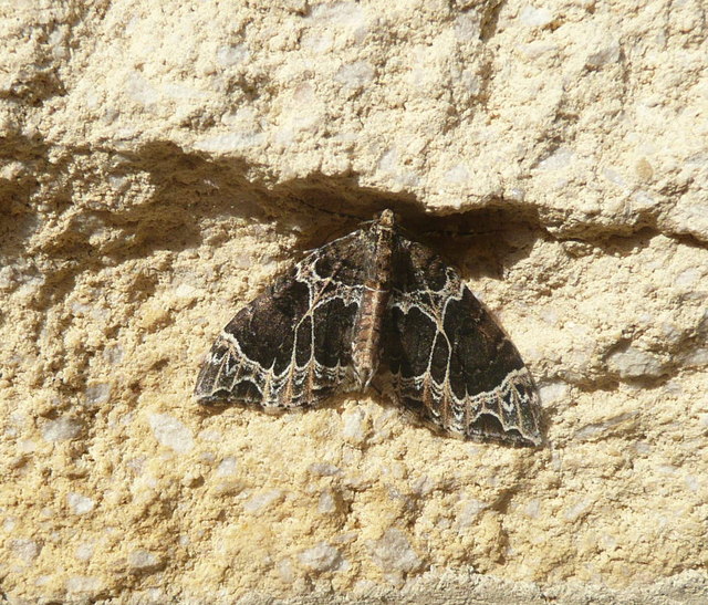 Small Phoenix moth, Rastrick