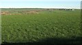 Field near the Hobbacott trig point