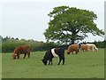 SK3922 : Grazing cattle  by Graham Hogg