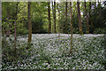 Wild garlic in Towneley Park