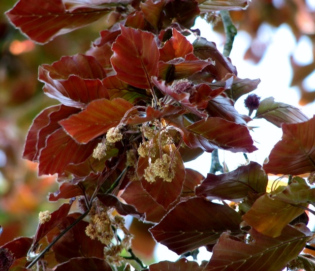 Copper beech  (Fagus sylvatica f. purpurea) - flowers