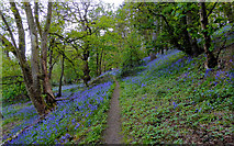 SO8689 : Woodland track with bluebells, Greensforge, Staffordshire by Roger  D Kidd