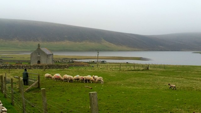 Feeding sheep at Tresta, Fetlar