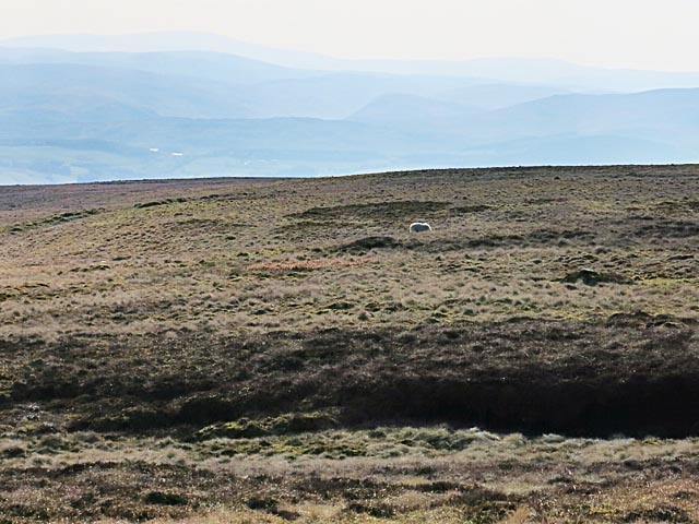 Sheep in moorland on Gana Hill