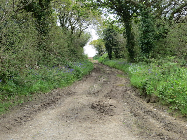 Track from road to Oak Tree Covert