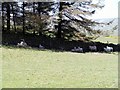 Sheep sheltering from the heat of the sun