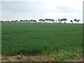 TF7602 : Crop field north of Gooderstone by JThomas