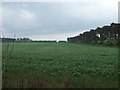 TF7801 : Crop field east of Gooderstone by JThomas