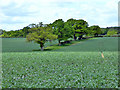 Farmland north-west of Three Houses Lane