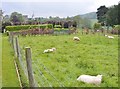 SO6694 : Morville Sheep by Gordon Griffiths