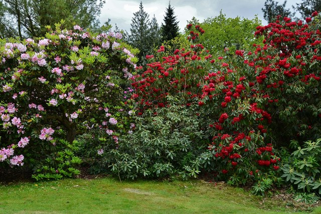 Riverhill Himalayan Garden: Rhododendron 3