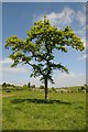 SO8248 : Young oak tree by Philip Halling