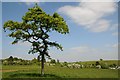 SO8248 : Young oak tree, Old Hills by Philip Halling