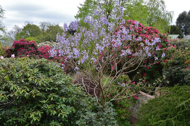 Riverhill Himalayan Garden: Paulownia tomentosa, the "foxglove tree"