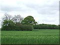 Field Of Barley