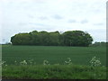 Rabbit nursery (woodland)