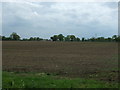 TL9899 : Field near Scoulton by JThomas