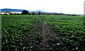 Track through a Brampton Abbotts field, Herefordshire