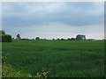 Crop field near Deopham Green