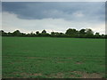 Crop field near Morley Manor