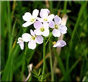 TG3103 : Lady's smock (Cardamine pratensis) - flower by Evelyn Simak