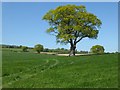 Tree and farmland, Richards Castle