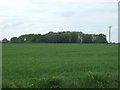 Crop field near Clapgate Farm