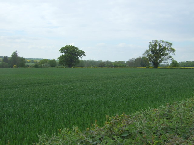 Crop field off Bradman's Lane