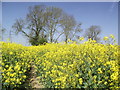 Footpath from Kibworth Beauchamp to Kibworth Road