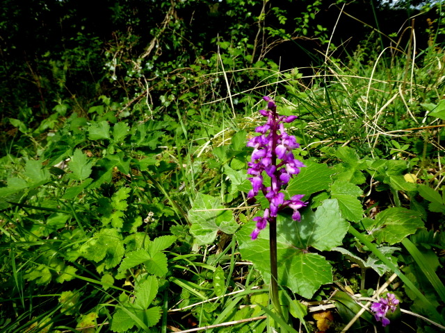 Wildflower, Latbeg