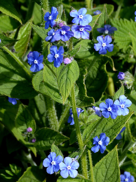 Green Alkanet by the canal at Compton, Wolverhampton