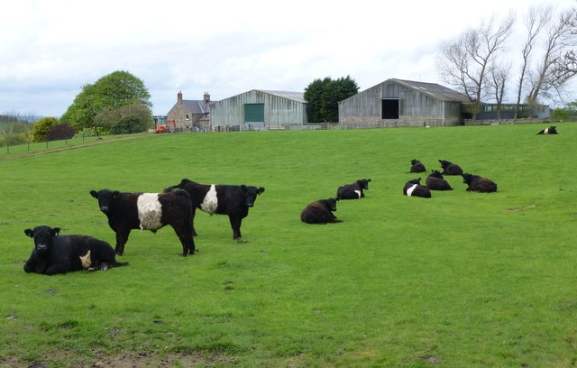 Belted Galloway cattle