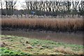 TA0932 : Reeds, River Hull by N Chadwick
