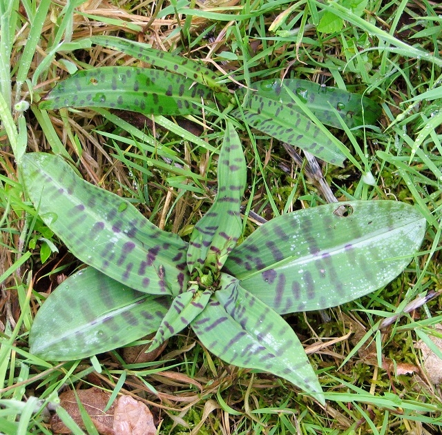 Common Spotted Orchid  (Dactylorhiza fuchsii) - strap leaves