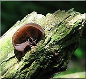 TG3204 : A dead piece of wood growing ears by Evelyn Simak
