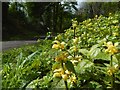 Yellow Archangel