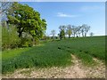 SO5465 : Farmland near Middleton on the Hill by Philip Halling