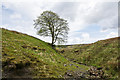 Lone tree below Coalcleugh