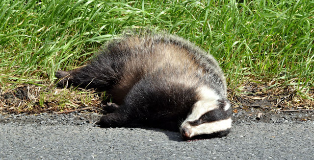 Dead badger, Cardy near Greyabbey (May... © Albert Bridge cc-by-sa/2.0 ...